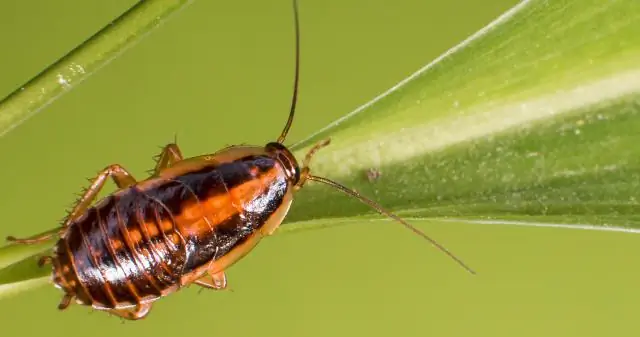 Hvor lang tid tar det å drepe insekter?