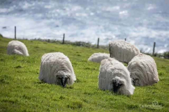 Hoeveel graden zijn er in Ierland?