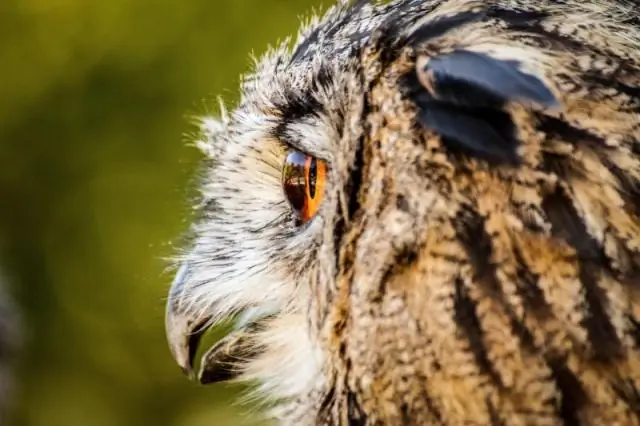 Kā es varu padarīt savu bibliotēkas stundu interesantu?