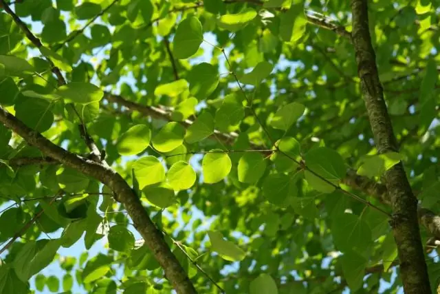 Wie wächst ein großer Baum?