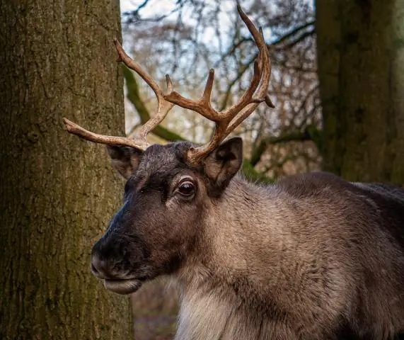 Er Wikipedia en tertiær kilde?