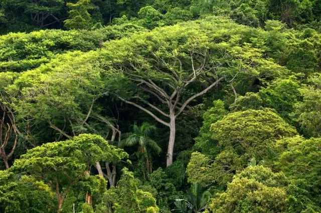 Hoe laat je je bomen sneller groeien?