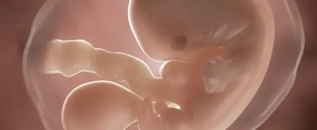 Sa anong linggo ng pagbubuntis nagsisimula ang fetus na magkaroon ng mga pandama?