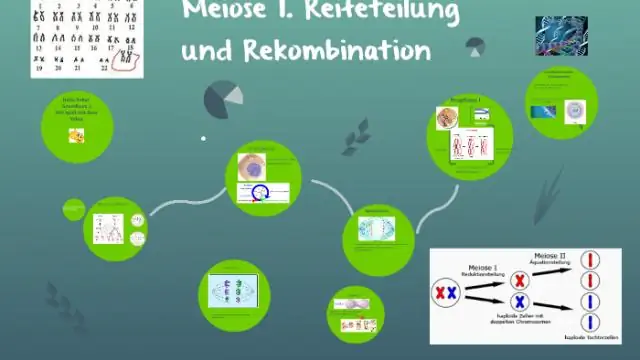 Apa yang salah dalam sindrom Down meiosis?