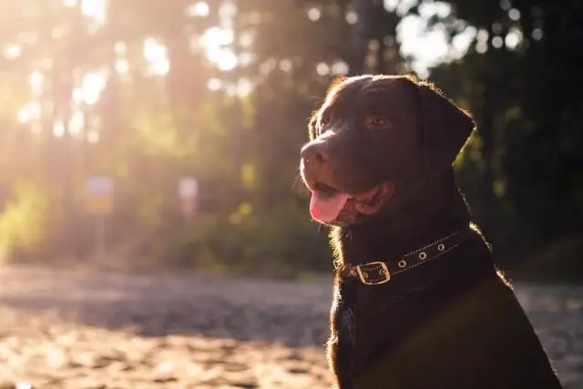 Posso lavare il mio cane con lo shampoo per bambini?