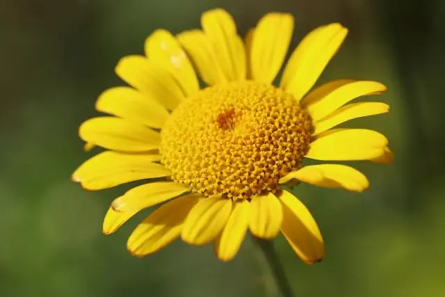 ¿Cómo se hace más frondosa una planta de oración?