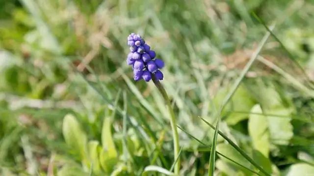 Wat is een andere naam voor een bloemenkind?