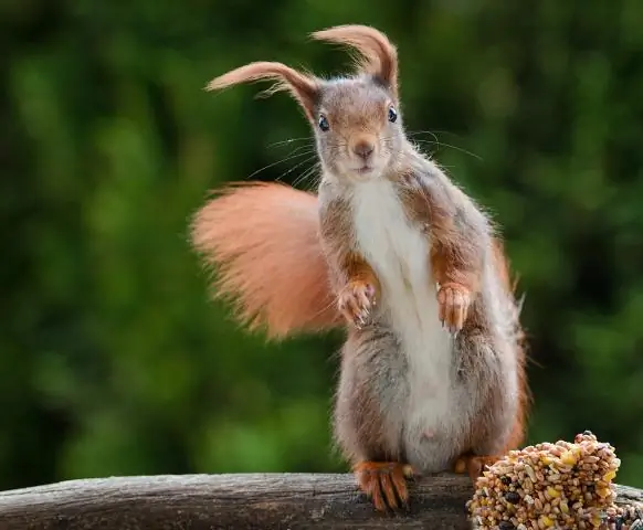 Què vol dir lloar la dansa?