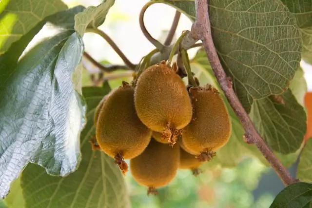 Bisakah pohon yang buruk menghasilkan buah yang baik?