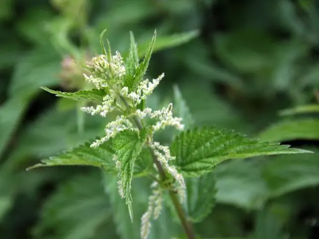 Hva er blomstene for stjernetegnene?